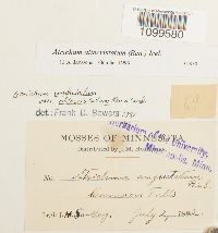 Atrichum altecristatum image