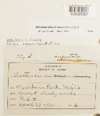 Atrichum altecristatum image