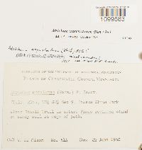 Atrichum altecristatum image