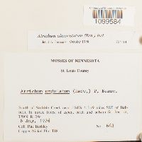 Atrichum altecristatum image