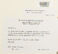 Atrichum altecristatum image