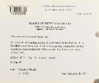 Atrichum altecristatum image