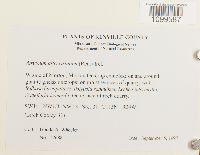 Atrichum altecristatum image