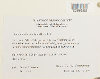 Atrichum altecristatum image