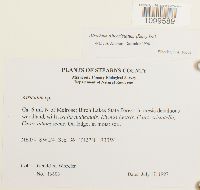 Atrichum altecristatum image