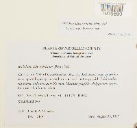 Atrichum altecristatum image