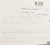 Atrichum altecristatum image