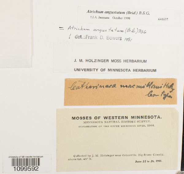 Atrichum angustatum image