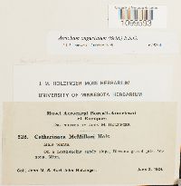 Atrichum angustatum image