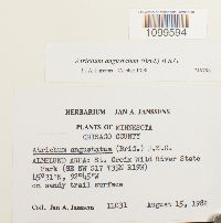 Atrichum angustatum image