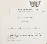 Atrichum angustatum image