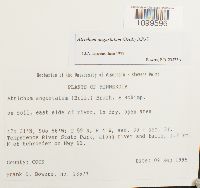 Atrichum angustatum image