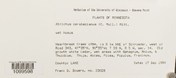 Atrichum oerstedianum image