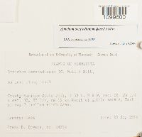 Atrichum oerstedianum image