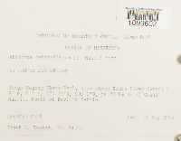 Atrichum oerstedianum image