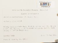 Atrichum oerstedianum image