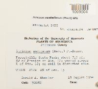 Atrichum oerstedianum image