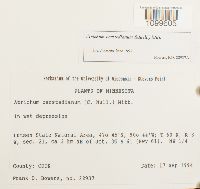 Atrichum oerstedianum image