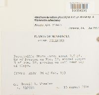 Atrichum tenellum image