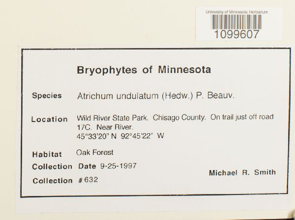 Atrichum undulatum image