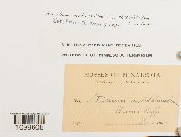 Atrichum altecristatum image