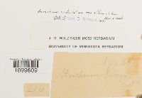 Atrichum altecristatum image