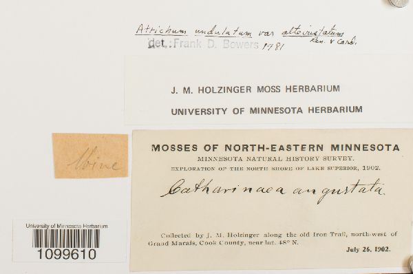 Atrichum altecristatum image