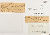 Atrichum angustatum image