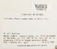 Atrichum altecristatum image