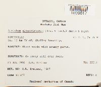 Atrichum altecristatum image