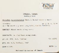 Atrichum altecristatum image