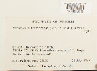 Atrichum altecristatum image