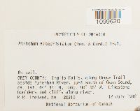 Atrichum altecristatum image