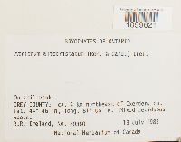 Atrichum altecristatum image