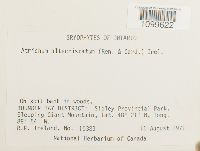 Atrichum altecristatum image