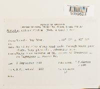 Atrichum altecristatum image