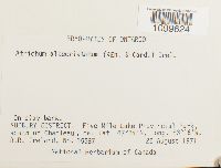 Atrichum altecristatum image