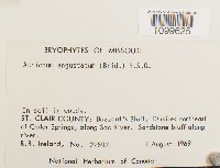 Atrichum angustatum image