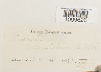 Atrichum angustatum image