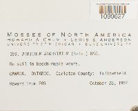 Atrichum angustatum image