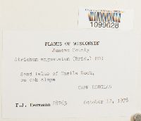 Atrichum angustatum image