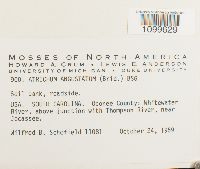 Atrichum angustatum image