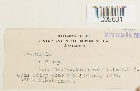 Atrichum angustatum image