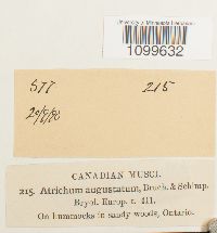 Atrichum angustatum image