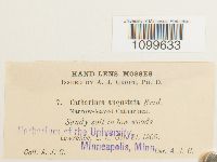 Atrichum angustatum image