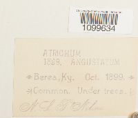 Atrichum angustatum image