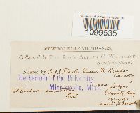 Atrichum angustatum image