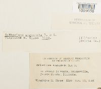 Atrichum angustatum image