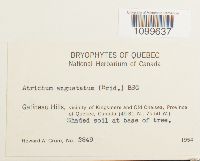 Atrichum angustatum image