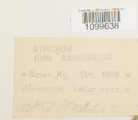 Atrichum angustatum image